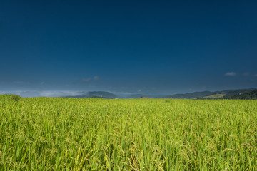 Jasmine rice farm in Thailand