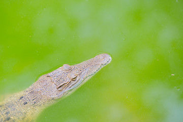 Crocodile head looking out of the water