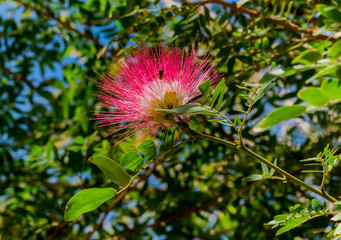 Blossoming Albizia julibrissin is known as Lenkoran acacia tree as well as by a common Persian silk tree  
