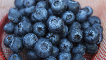 Freshly picked blueberry close up and selective focus