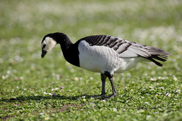 Bernacle Goose