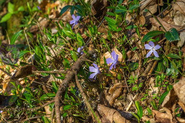 Storchschnabel am Waldrand