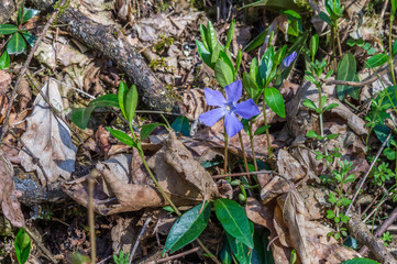 Storchschnabel am Waldrand