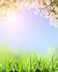 Obraz na płótnie Canvas Spring flowers of pink color and green grass