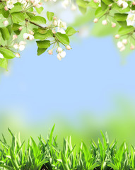 Obraz na płótnie Canvas Apple flowers of white color and green grass