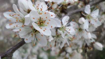 Blüten