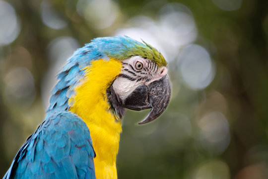 Попугай сине-желтый Ара