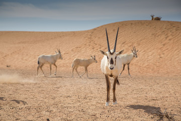 Arabian Oryxes in a desert near Dubai