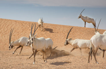 Arabian Oryxes in a desert near Dubai