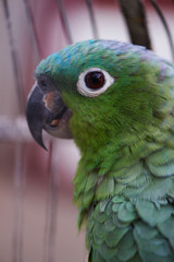 Profile of green parrot