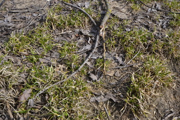 Первая весенняя трава