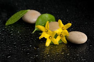 pebbles and yellow flower on black with water drops