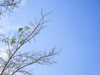 Obraz premium Tree branches 2
