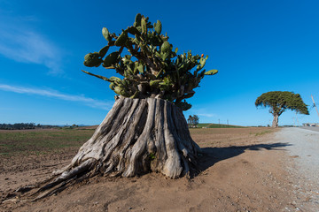 Large tree trunk with cactus growing out