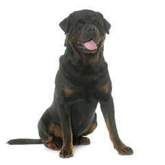 rottweiler in studio