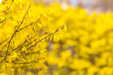 Beautiful yellow forsythia flowers.