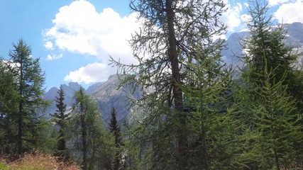 abeti in alta montagna