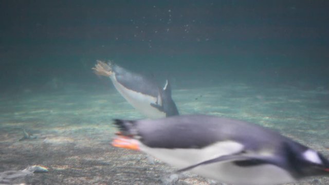 Penguin feeding in aquarium