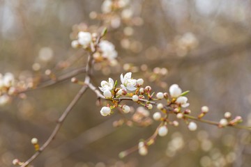 White cherry blossoms.