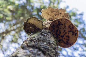 Fungus with birch tree