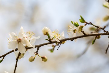 White cherry blossoms.