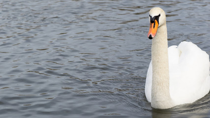 Naklejka premium Stolzer Schwan - Schönheit - Grazie - edel - elegant - stilvoll
