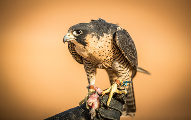 Falcon on a hand of its keeper in a desert, near Dubai
