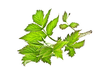 Raspberry leaves, isolated on a white background