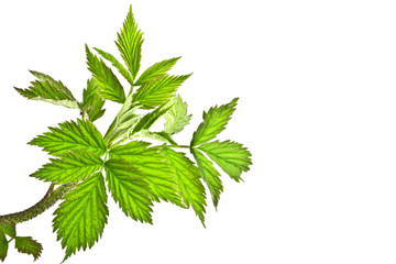 Raspberry leaves, isolated on a white background