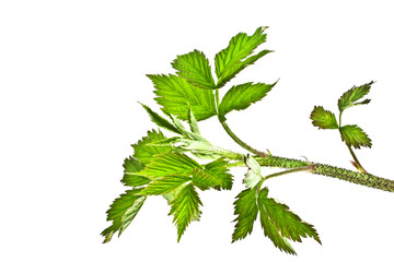 Raspberry leaves, isolated on a white background