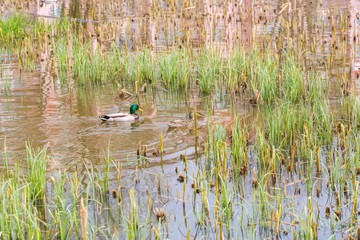 Mallard ducks pair swimming on small pond
