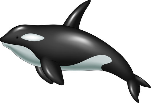 Cute killer whale  isolated on white background 