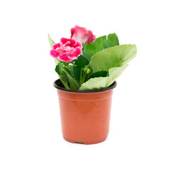 Red Gloxinia (Sinningia) with drips in a pot on a white background