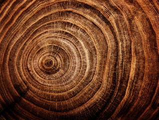 Fototapeta na wymiar stump of oak tree felled - section of the trunk with annual rings