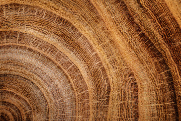 stump of oak tree felled - section of the trunk with annual rings - obrazy, fototapety, plakaty