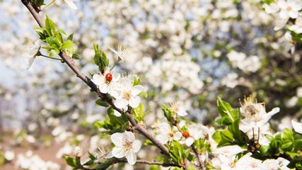Many small flowers and buds with green leaves