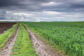 Fototapeta na wymiar Wheat of field and dirt road