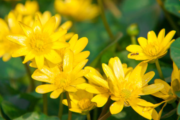 ficaria verna yellow spring flowers as a background