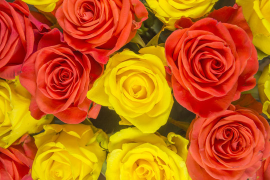Roses - yellow background