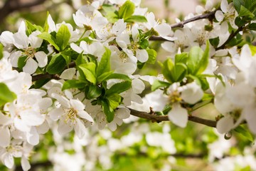 Many small flowers and buds with green leaves