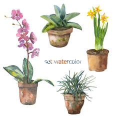 Set flowers. Watercolor drawing. Pot flowers painted watercolor on a white background. Set of flowers in different shapes
