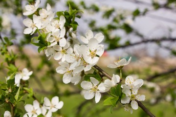 Obraz premium Many small flowers and buds with green leaves