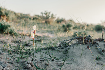 white tulips in the steppe