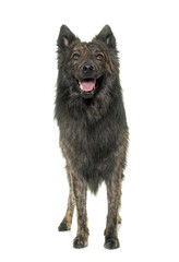 Dutch Long haired shepherd