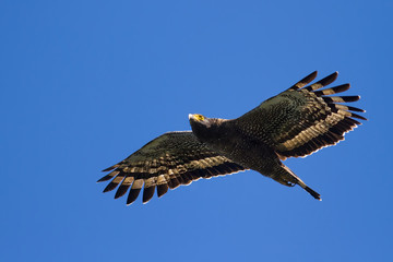 Crested serpent-eagle(Spilornis cheela) standing in nature at Taiwan