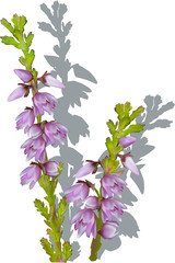 two heather branches with shadows