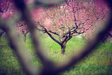 peach trees with flowers
