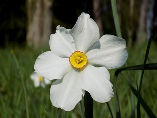 Narcissus on meadow in spring