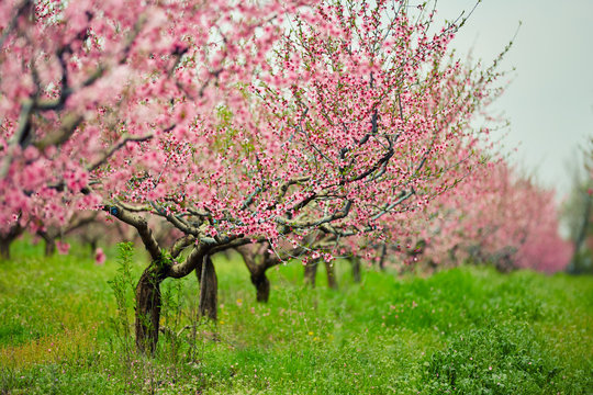 Peach Trees With Flowers