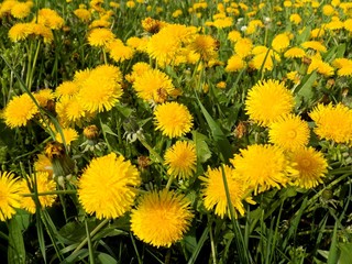 Many dandelions on meadow